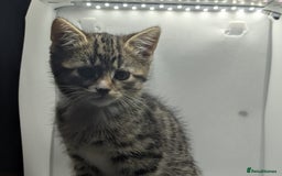 Mixed Breed cats for sale: Beautiful mix breed kittens  - Image 11