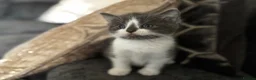 Ragdoll cats for sale: Ragdoll/TurkishAngora Kittens,BlueEyed,Home-Raised - Advert 6
