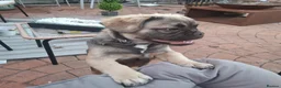 French Bulldog dogs for sale: Exotic coloured visual fluffy frenchies  - Advert 3