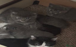Mixed Breed cats for sale: Last beautiful grey kitten left!! - Image 3