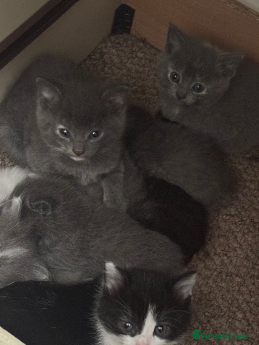 Mixed Breed cats for sale: Last beautiful grey kitten left!! - Image 3