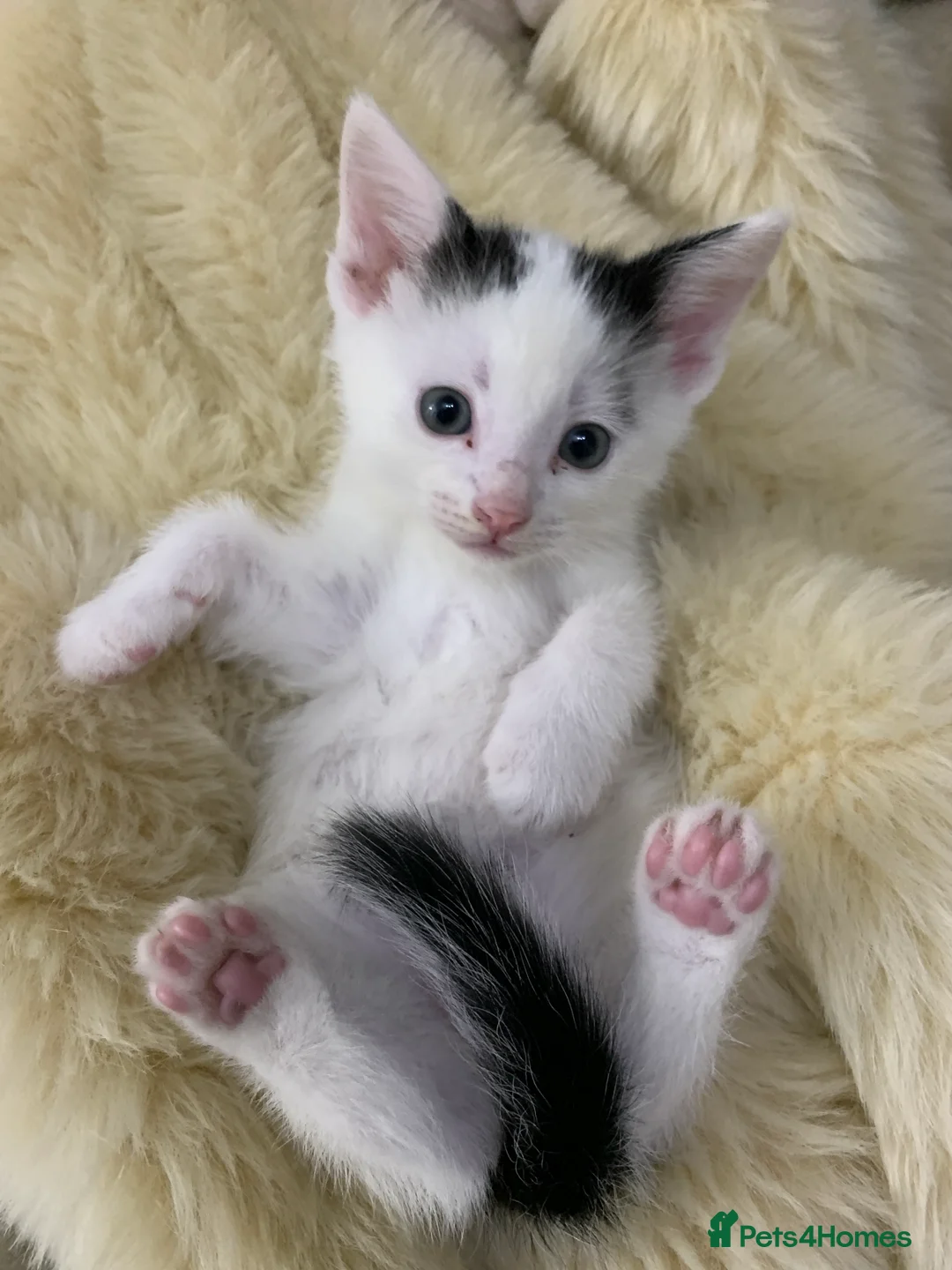 Mixed Breed cats for sale: Beautiful Mixed Kittens x5 - Ready on 16th May  - Advert 29