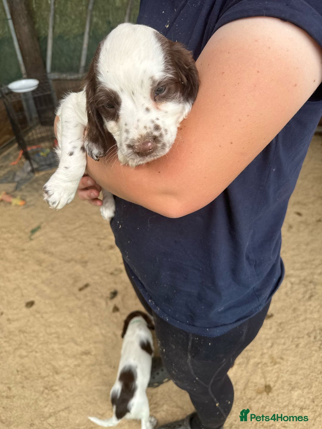 Mixed Breed dogs for sale: Springer spaniel puppies  - Image 7