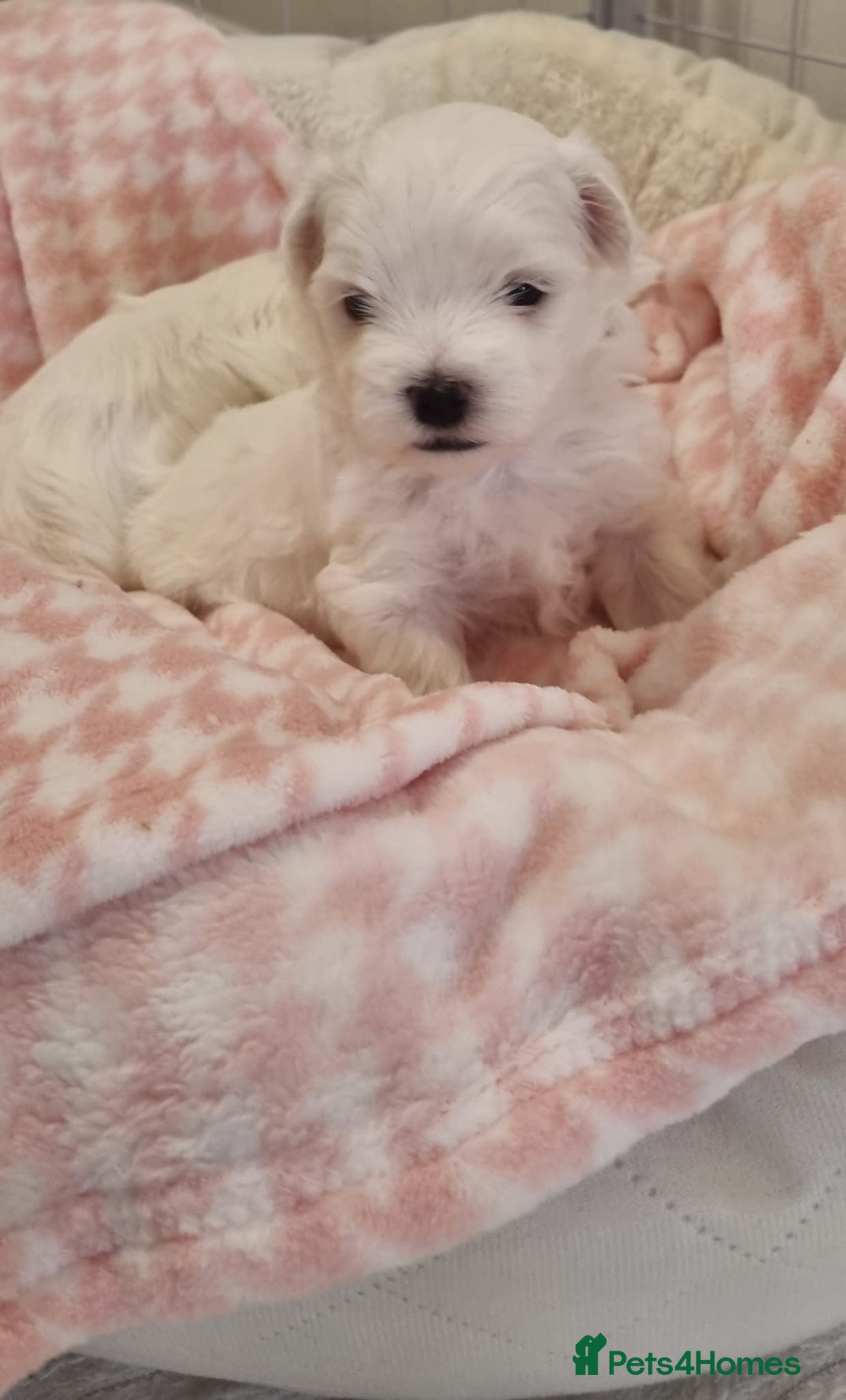 Maltese dogs for sale: Maltese Girl Ready to go  - Advert 19