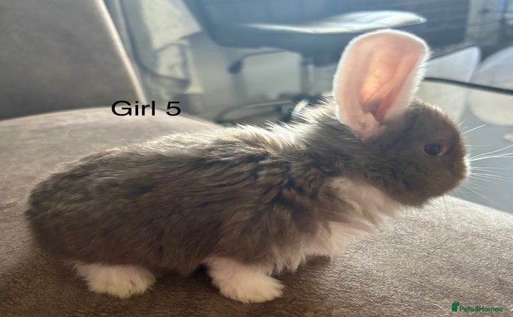 French Lop rabbits - Advert 2