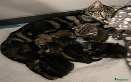 Mixed Breed cats for sale: Grey, black & white female kitten, 7 weeks old - Image 13