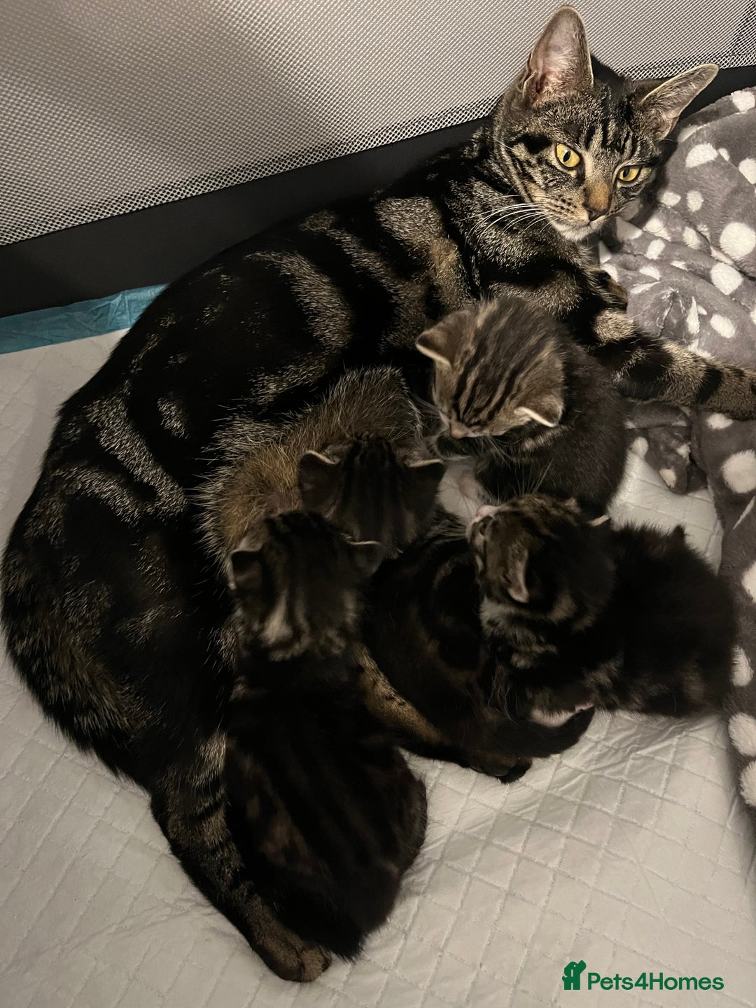 Mixed Breed cats for sale: Grey, black & white female kitten, 7 weeks old - Image 13