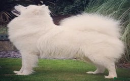Samoyed dogs for sale: 🐾 Exceptional Pedigree Samoyed Puppies  🐾 - Image 13