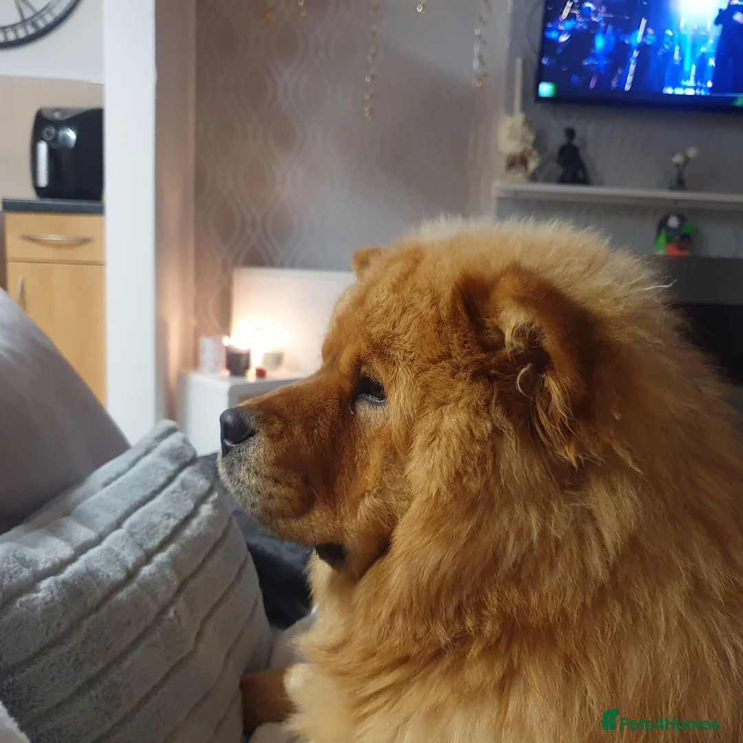 Chow Chow dogs for sale: Chow chow Luna - Advert 5