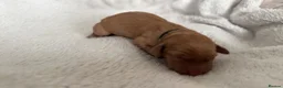 Labrador Retriever dogs for sale: ‼️Gorgeous DARK fox red Labrador puppies‼️ - Advert 16
