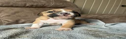 Olde English Bulldogge dogs for sale: Champion, Health Tested Parents, OEB puppies in Normanton - Advert 15