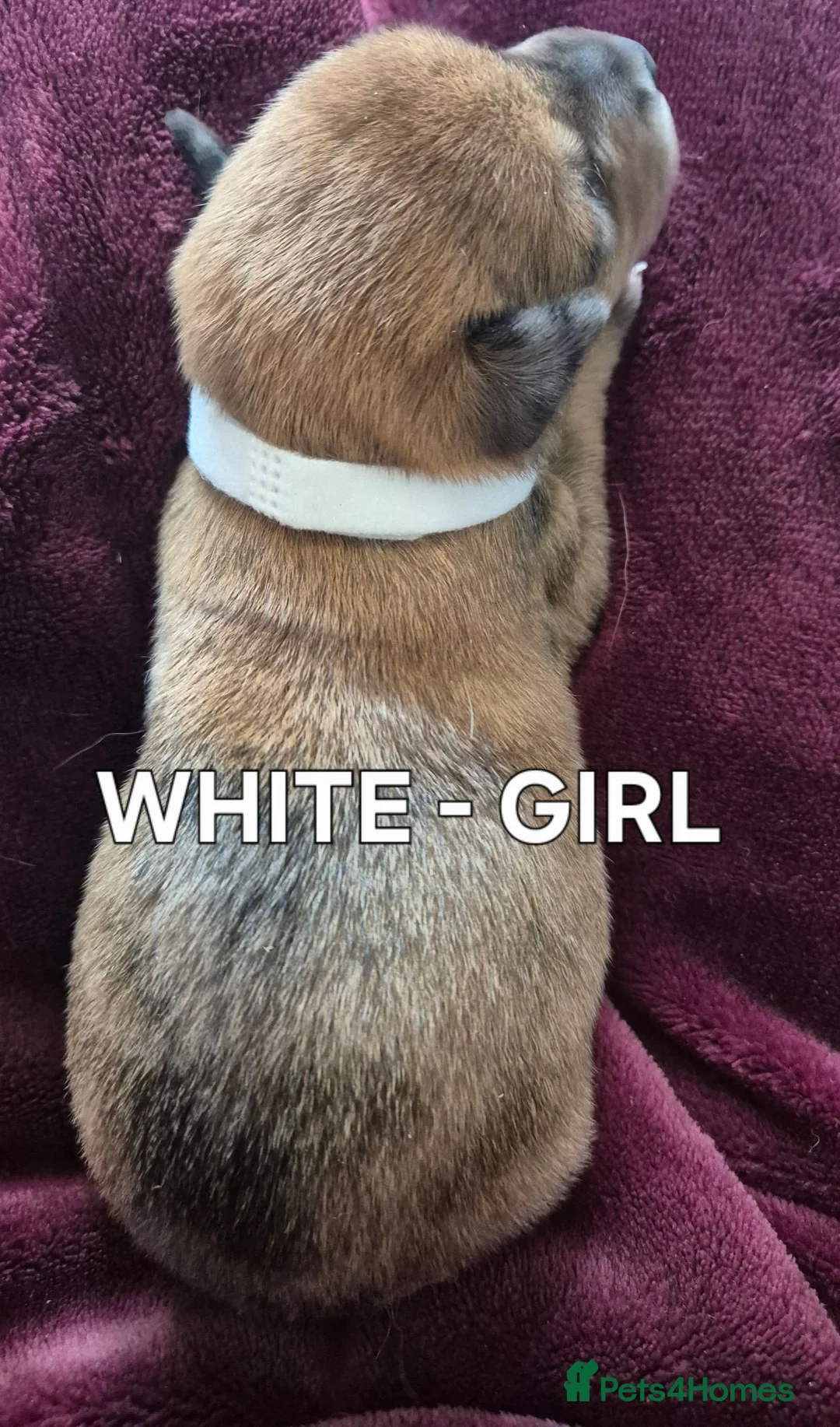 Mixed Breed dogs for sale: Kelpie x Collie Puppies - Advert 2