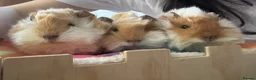 Guinea Pig rodents for sale: RESERVED Peruvian Cream Long Hair Boars - Advert 1