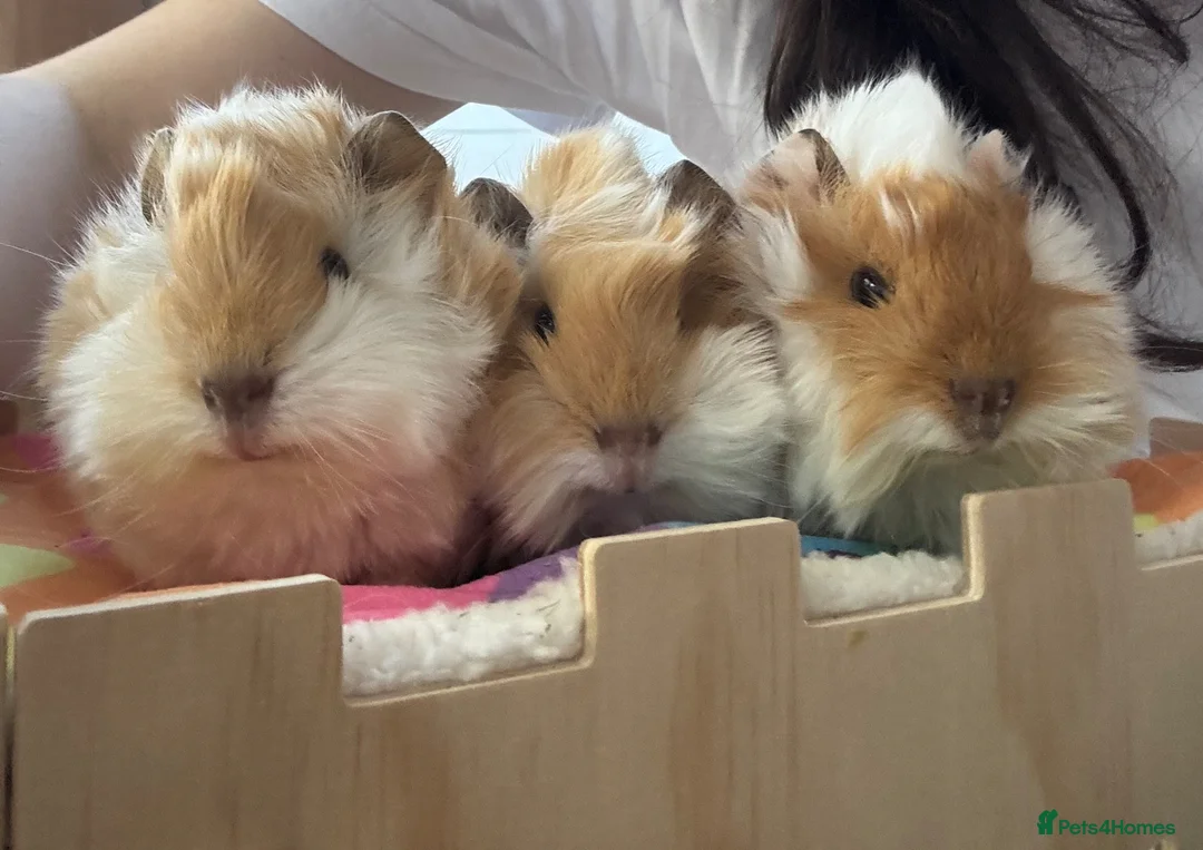 Guinea Pig rodents for sale: RESERVED Peruvian Cream Long Hair Boars - Advert 1