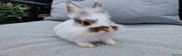 Lionhead rabbits for sale: 2 lionhead boys - Advert 15