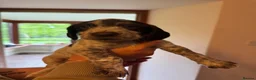 Mixed Breed dogs for sale: Beautiful sprointers  - Advert 10