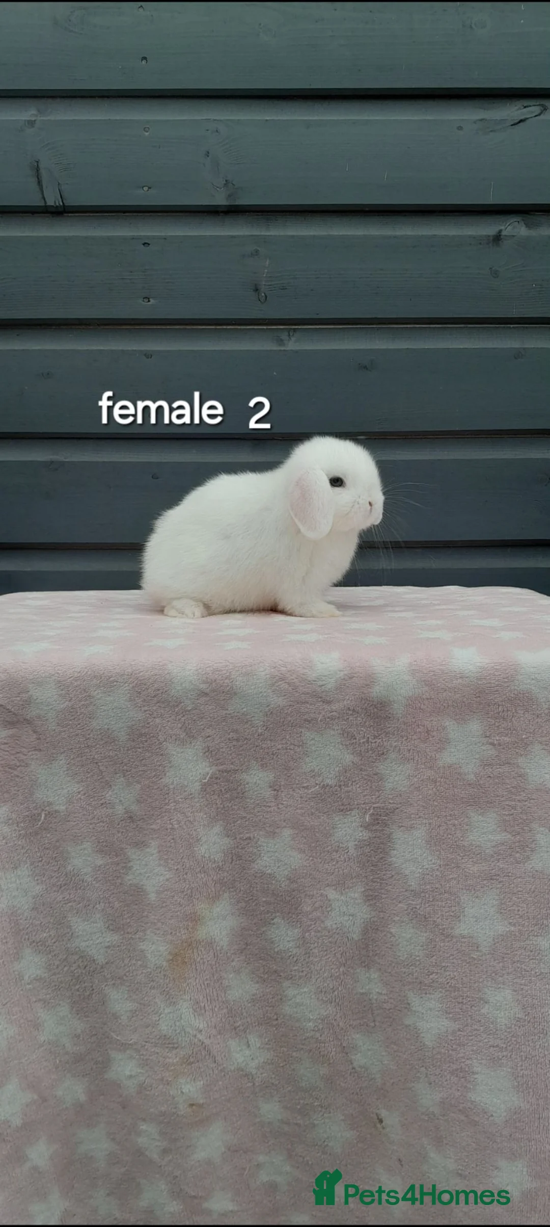 Mini Lop rabbits for sale: Purebred mini lop rabbits  - Advert 15
