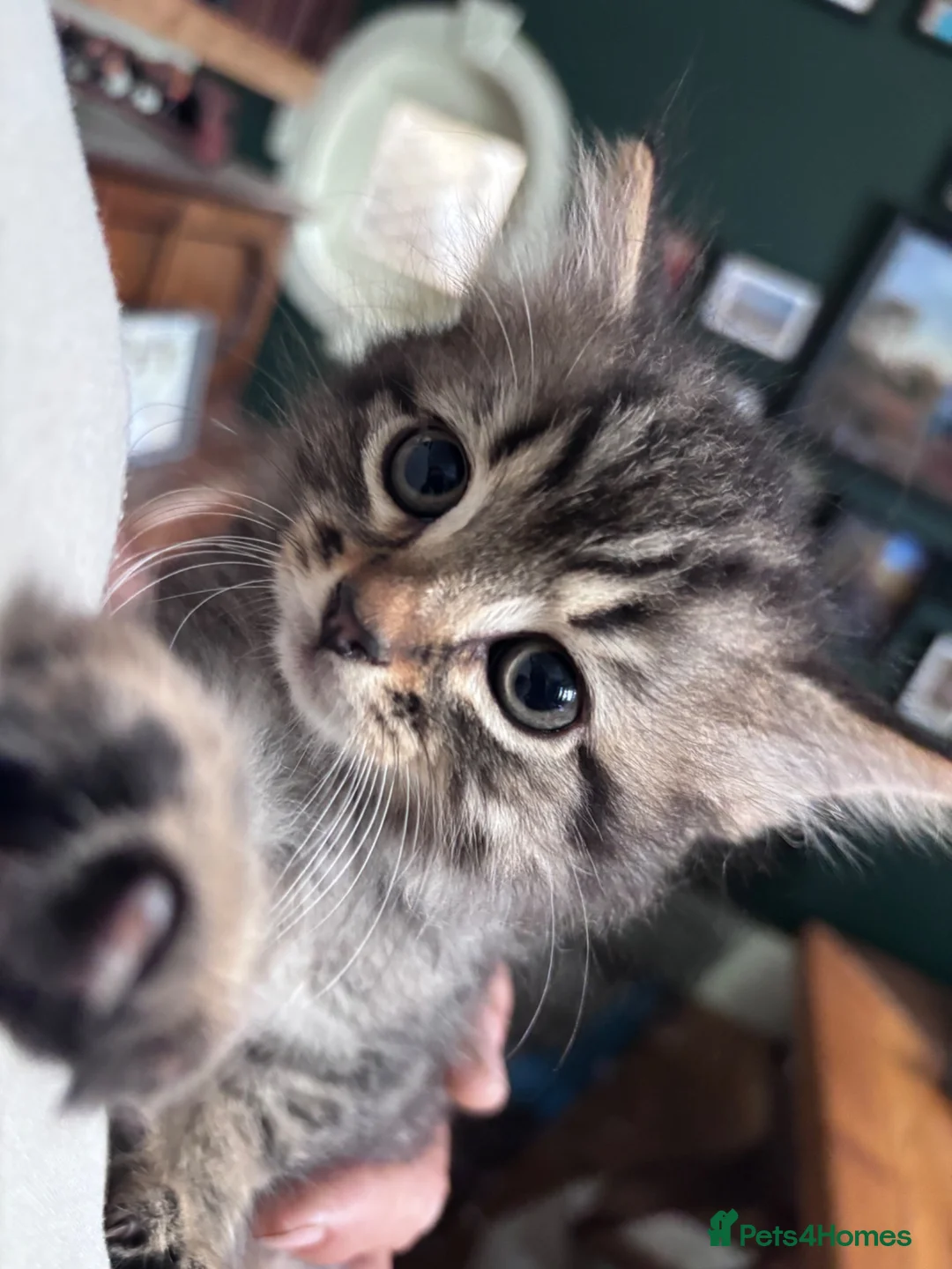 British Shorthair cats for sale: Friendly family-raised kittens ready now  - Advert 1