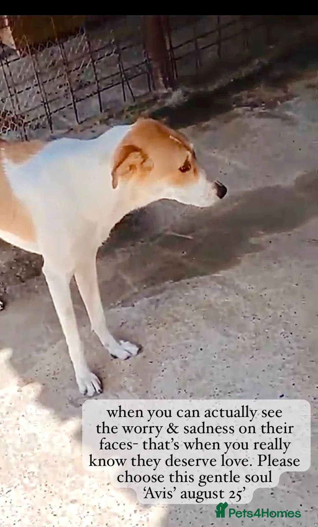 Mixed Breed dogs for adoption: Avis- 20 months - Available Devon area 🇬🇧🇬🇧 - Advert 19