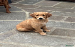 Golden Retriever dogs for sale: Working Golden Retriever - Image 4