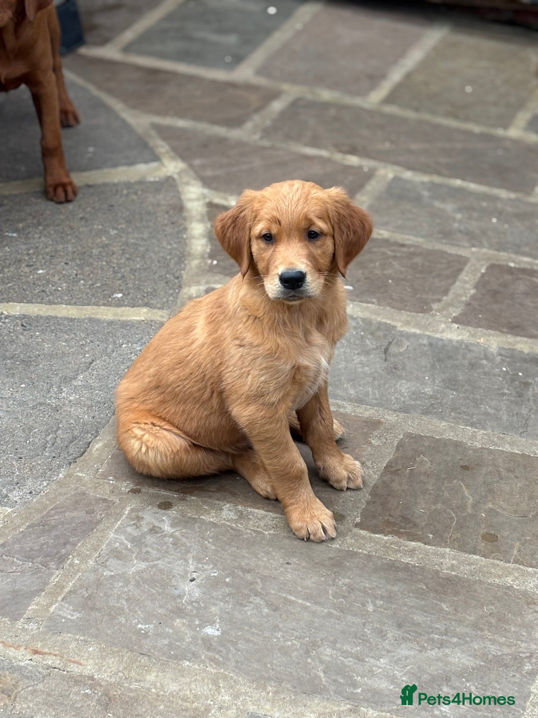 Golden Retriever dogs for sale: Working Golden Retriever - Image 4