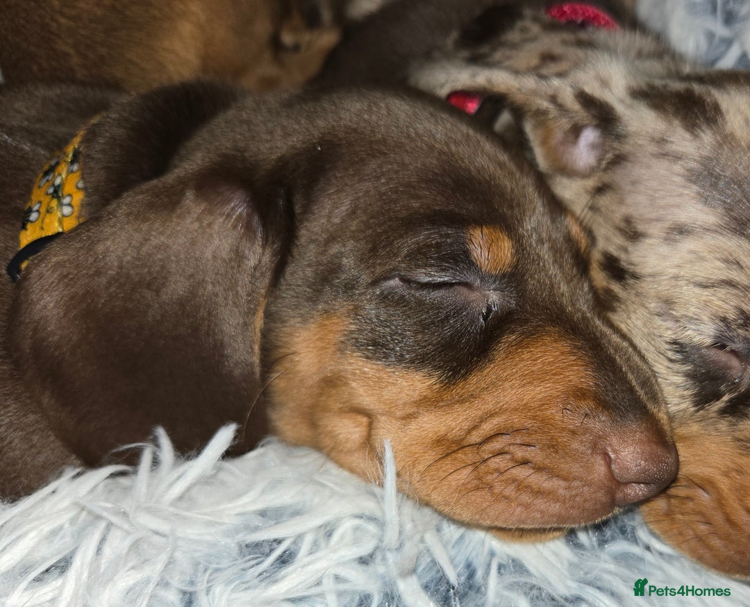 Dachshund dogs for sale: Beautiful KC REG dachshund pups - Advert 3