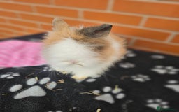 Lionhead rabbits for sale: Double Maned Lionhead  - Image 5