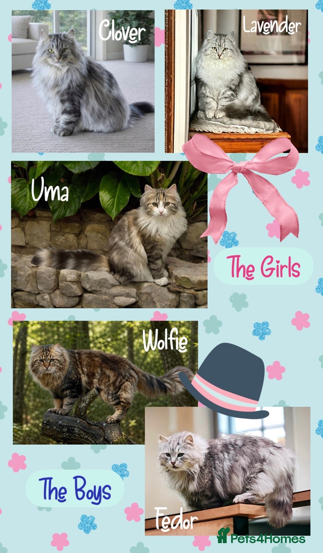 Siberian cats Hypoallergenic, fluffy beautiful healthy Siberians - Advert 4