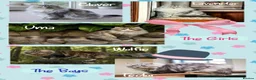 Siberian cats for sale: Hypoallergenic, fluffy beautiful healthy Siberians - Advert 1