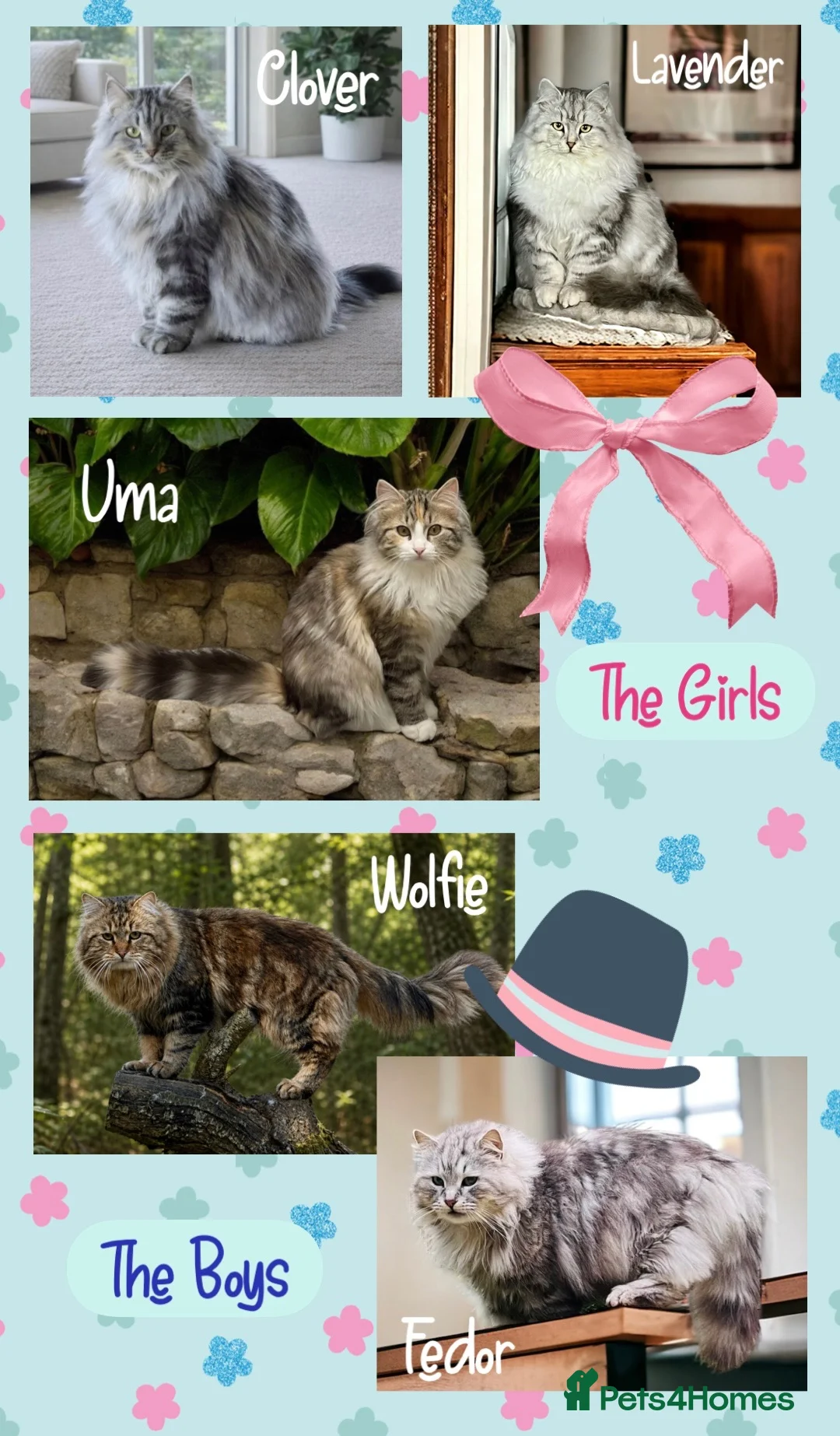 Siberian cats for sale: Hypoallergenic, fluffy beautiful healthy Siberians - Advert 1