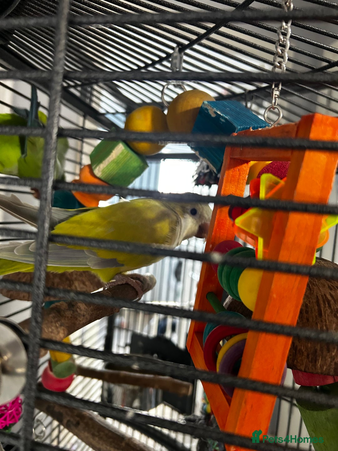 Parakeets birds for sale: 2 beautiful Quaker parrots with cage  - Image 2