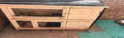 Mini Lion Lop rabbits for sale: Two Beloved female rabbits looking a loving home  in Birmingham - Advert 3