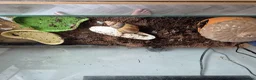 Snails invertebrates for sale: 1 giant african land snail in Louth - Advert 2