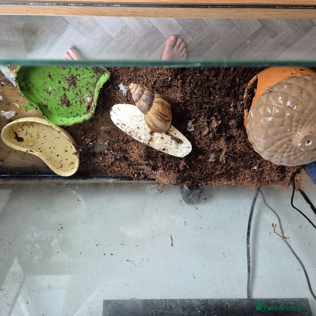 Snails invertebrates for sale: 1 giant african land snail in Louth - Advert 2