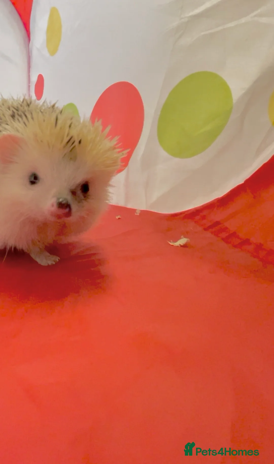 Pygmy Hedgehog rodents for sale: Lovely Young Adult Male African Pygmy Hedgehogs  - Advert 2