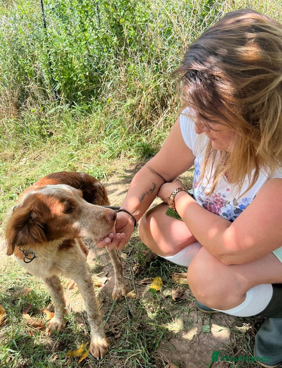 Brittany Spaniel dogs for adoption: Wilfred, a gorgeous Brittany - Image 5