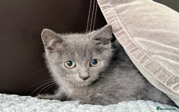 Russian Blue cats for sale: Russian Blue Kittens - Image 17