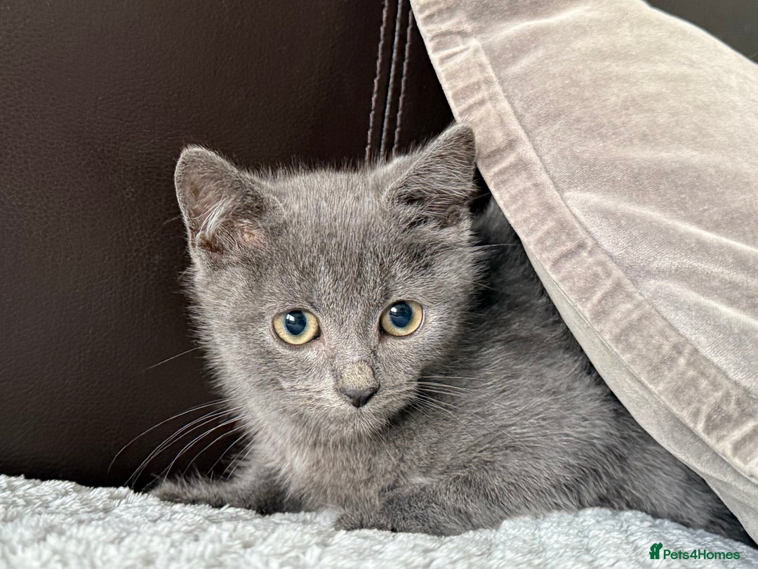 Russian Blue cats for sale: Russian Blue Kittens - Image 17