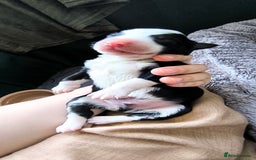 Border Collie dogs for sale: Border Collie Puppies - Image 13