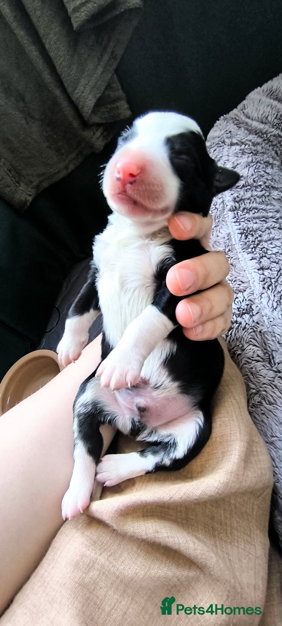 Border Collie dogs for sale: Border Collie Puppies - Image 13