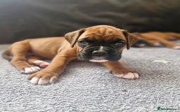 Boxer dogs for sale: Gorgeous Litter of 9 KC Registered Boxer Puppies - Image 9