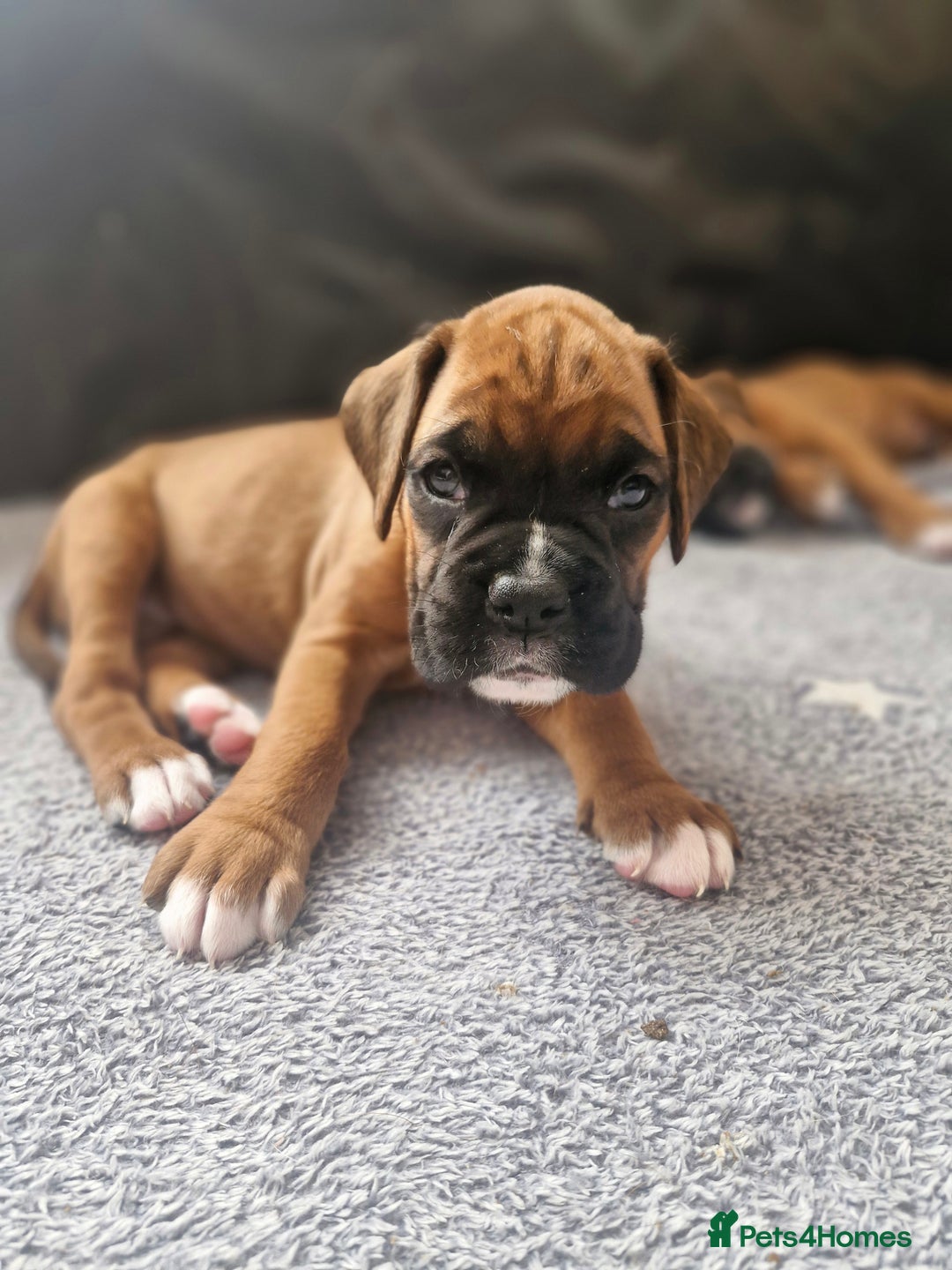 Boxer dogs for sale: Gorgeous Litter of 9 KC Registered Boxer Puppies - Image 9