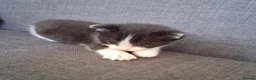 Maine Coon cats for sale: Fluffy Ragdoll x Maine Coon Kittens Available Soon - Advert 6