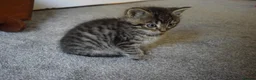 Mixed Breed cats for sale: 5 Beautiful Kittens Looking for Forever Homes - Advert 13