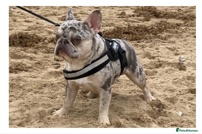 French Bulldog dogs in Stevenage - Advert 6