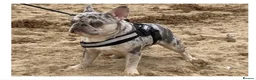 French Bulldog dogs for stud: Lilac merle French bulldog for stud  in Stevenage - Advert 2