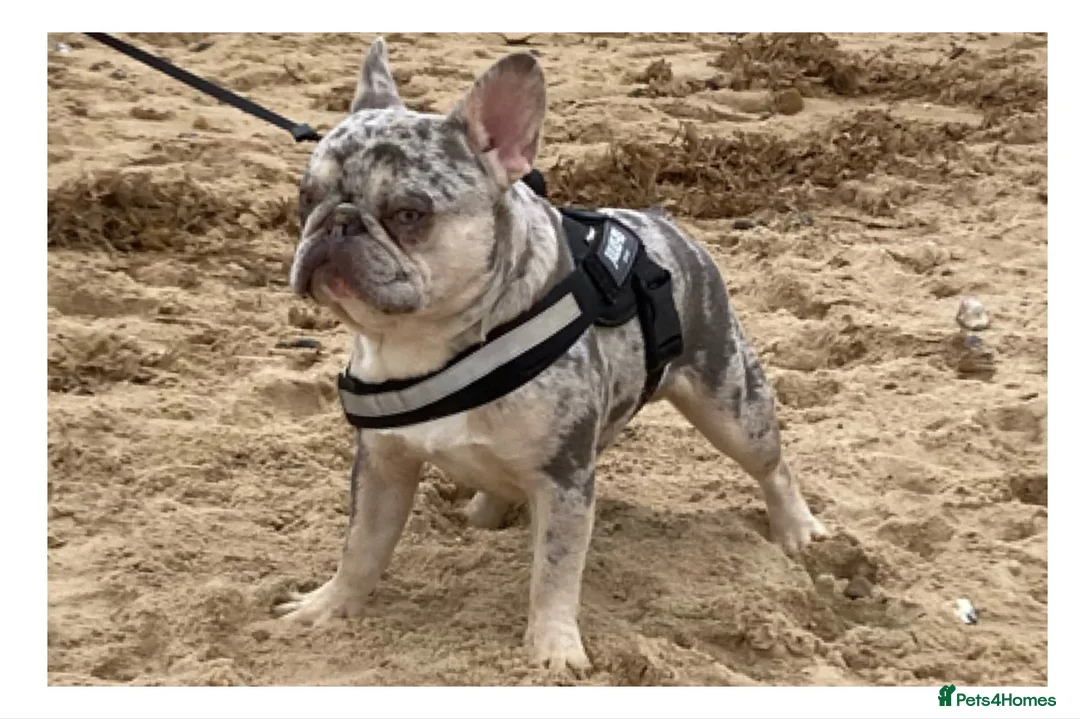 French Bulldog dogs for stud: Lilac merle French bulldog for stud  in Stevenage - Advert 2