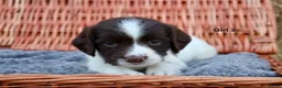 English Springer Spaniel dogs for sale: 1 boy left. Heath Tested Springer Spaniel Pups - Advert 37
