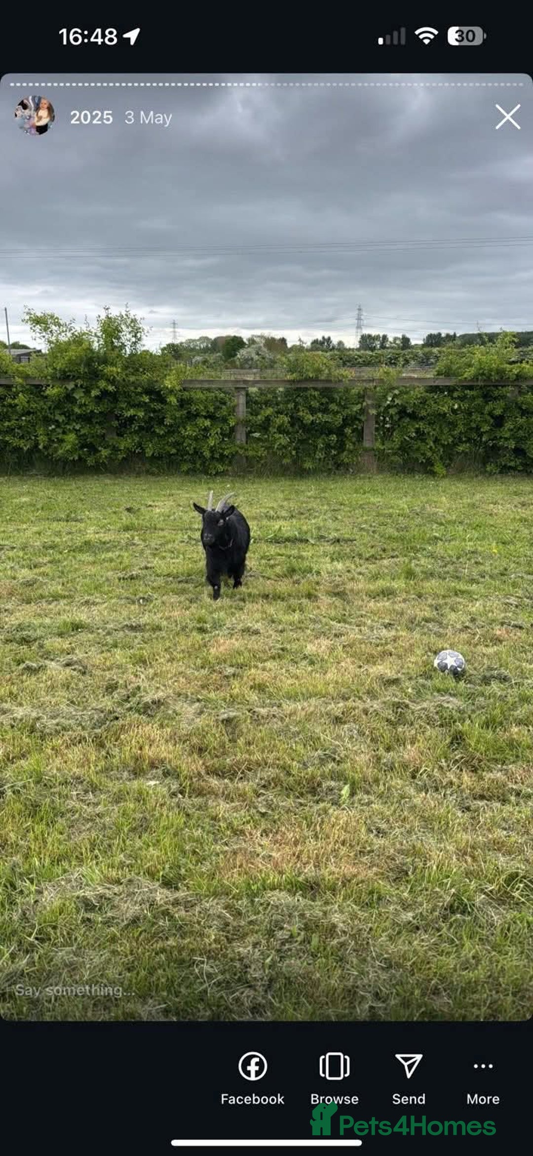 Goats livestock for sale: X2 male and female goats  - Image 3