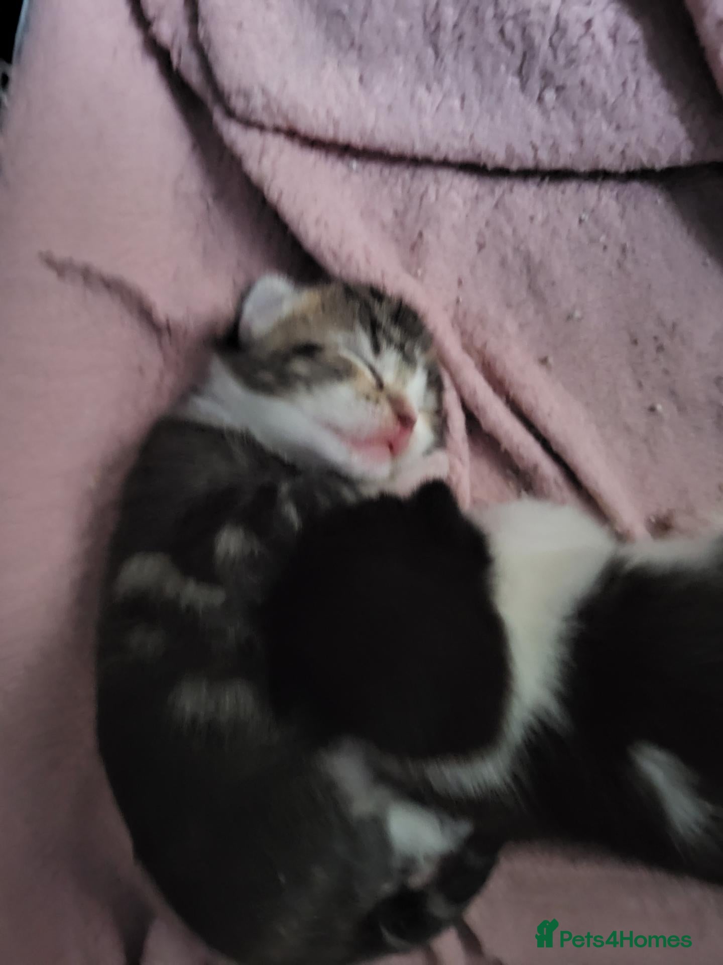 Domestic Shorthair cats Adorable newborn kittens - Advert 12